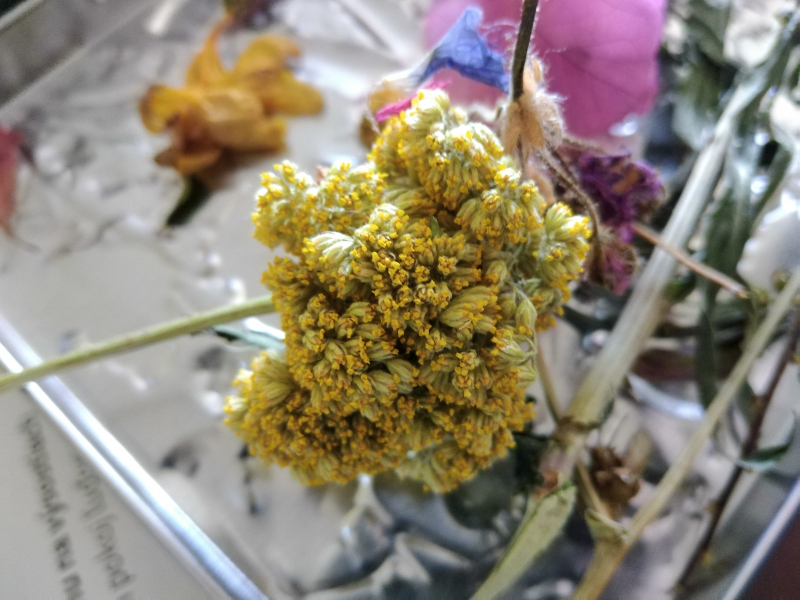 Rastlinný materiál /sušené kvety