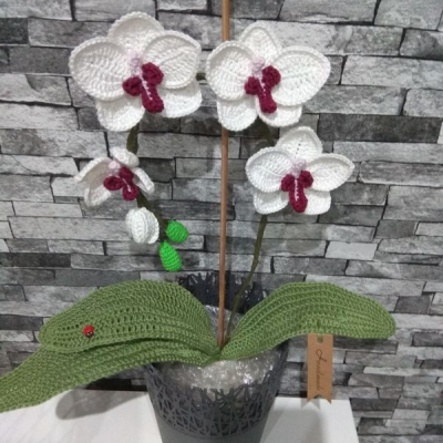 Háčkovana orchidea 