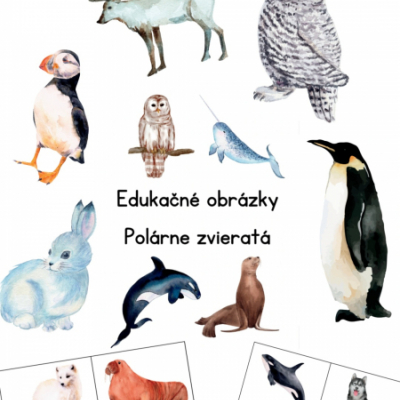 Pdf súbor - Edukačné montessori kartičky, edukačné obrázky A4 - Polárne zvieratá 